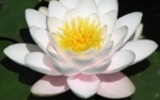 Lovely_lotus_flower_in_full_sunlight_desktop_wallpaper